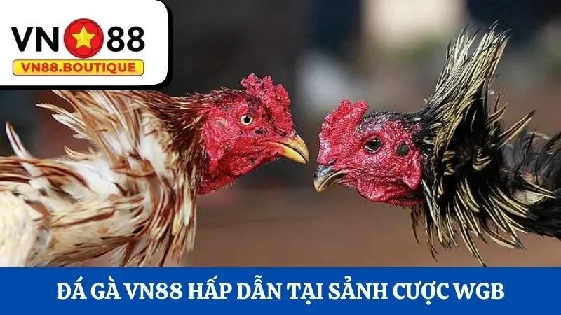 Đá gà VN88 hấp dẫn tại sảnh cược WGB