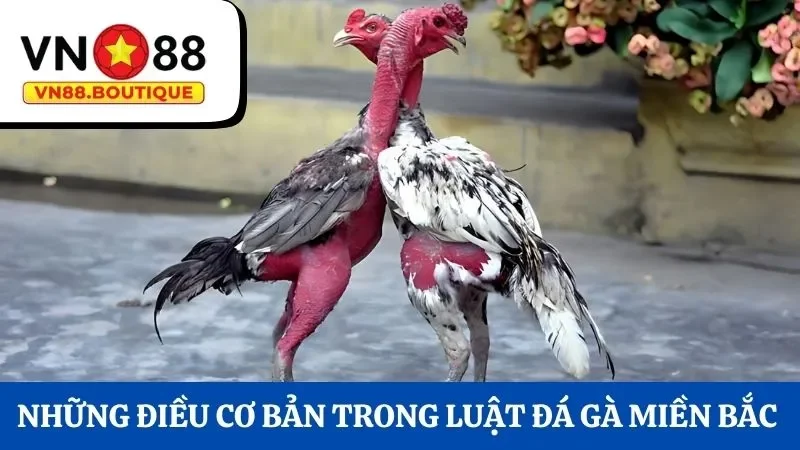 Những điều cơ bản trong luật đá gà miền Bắc