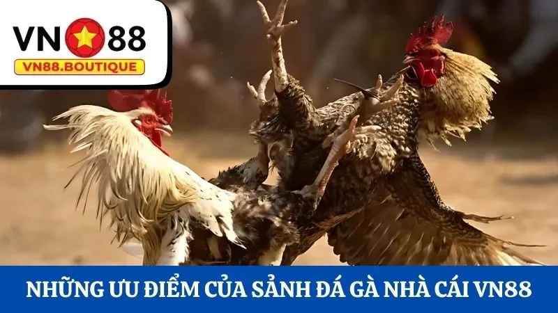Những ưu điểm của sảnh đá gà tại nhà cái VN88
